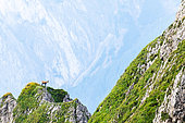Chamois des Alpes (Rupicapra rupicapra) sur une crête, Slovaquie
