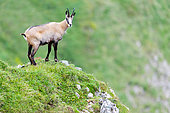 Chamois (Rupicapra rupicapra) standing in the grass up on the mountain (One eye is missing), Slovakia