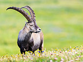 Ibex (Capra ibex) standing in the grass up on the mountain, Slovakia