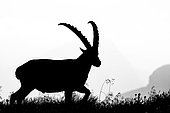 Ibex (Capra ibex) walking in the grass up on the mountain, Slovakia