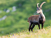 Ibex (Capra ibex) standing in the grass on the mountain, Slovakia