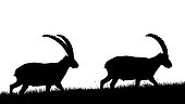 Two ibex (Capra ibex) walking in the grass up on the mountain, Slovakia
