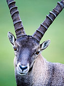 Ibex (Capra ibex) portrait, standing in the grass, Slovakia