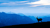 Bouquetin des Alpes (Capra ibex) en alpage au crépuscule, Slovaquie