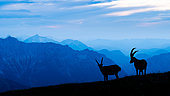 Two ibex (Capra ibex) are standing in the grass up on the mountain, Slovakia