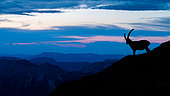 Ibex (Capra ibex) is standing in the grass up on the mountain after sunset, Slovakia