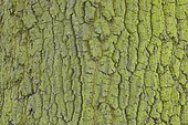 Detail of oak bark, England, Great Britain
