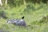 Blackbird (Turdus merula) on a rock, Vosges, Alsace, France