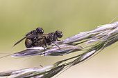 Anthomyiidae fly mating on a grass, Alsace, France