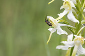 Bug (Capsodes sp) on Greater Butterfly-orchid (Platanthera chlorantha), Alsace, France
