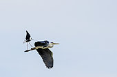 Black-winged Stilt (Himantopus himantopus) attacking a grey heron (Ardea cinerea) in flight and landing on it, to keep it away from its young, which it was trying to hunt, Camargue, France