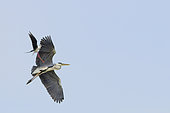 Black-winged Stilt (Himantopus himantopus) attacking a grey heron (Ardea cinerea) in flight to keep it away from its young, which it was trying to hunt, Camargue, France