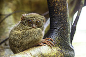Gursky's spectral tarsier (Tarsius spectrumgurskyae), Tangkoko, Sulawesi, Indonesia