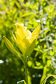 Daylily, Hemerocallis 'High Mogul', Hybridizer : Cranshaw 1975, flower