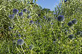 Chardon boule (Echinops subsp. ruthenicus), fleurs et Canne de Provence, Arundo donax 'Variegata'