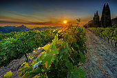 Coucher de soleil sur les Dentelles de Montmirail et les vignes, Vaucluse, France