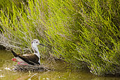 Black-winged Stilt (Himantopus himantopus) brooding on its nest in a marsh in the Camargue, France