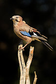 Eurasian Jay (Garrulus glandarius) on a branch, Spain
