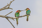 European Bee-eater (Merops apiaster): Nuptial offering between male and female, Camargue, France