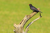Blackbird (Turdus merula) on a branch, Spain