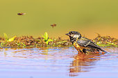 Great tit (Parus major) bathing in a pond in front of two flying bees, Spain