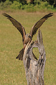 Black Kite (Milvus migrans) landing on a dead tree remnant, Spain