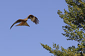 Red Kite (Milvus milvus) in flight, Spain