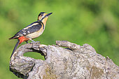 Male Spotted Woodpecker (Dendrocopos major) foraging on a dead tree trunk, Spain