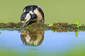 Spotted Woodpecker (Dendrocopos major) female drinking at a pond, Spain