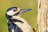 Portrait of a female spotted woodpecker (Dendrocopos major), Spain