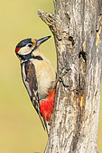 Male Spotted Woodpecker (Dendrocopos major) foraging on a dead tree trunk, Spain