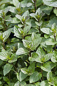 Mentha x piperita