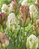 Tulipa Harborlight, Tulipa Boa Vista
