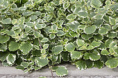 Plectranthus madagascariensis