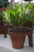 Convallaria majalis Bordeaux