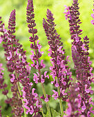 Salvia nemorosa Sensation Deep Rose