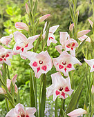 Gladiolus nanus Elvira