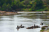 Hippos and vulturs amonng the bodies of dead wilderbeasts drowned while crossing the Mara river. Maasai Mara national park. Kenya.
