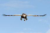 African vulture(Gyps africanus) about to land. Maasai Mara national park. Kenya.