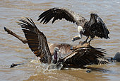 African vulture (Gyps africanus) on a dead wildebeast drowned while crossing the Mara river during the great migration. Maasai Mara national park. Kenya.