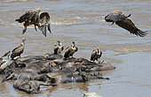 African vultures (Gyps africanus) flying over dead wildebeasts drowned while crossing the Mara river during the great migration, Maasai Mara national park, Kenya.