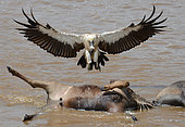 African vulture (Gyps africanus) landing on a dead wildebeast drowned while crossing the Mara river during the great migration. Maasai Mara national park. Kenya.
