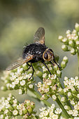 Giant tachinid fly (Tachina grossa) feeding on Rock samphire (Crithmum maritimum) flowers, Cotes-d'Armor, France