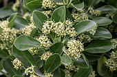 Evergreen spindle (Euonymus japonicus) in flower, july, Brehat, Cotes-d'Armor, France