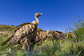 Groupe de vautours fauves (Gyps fulvus), Espagne