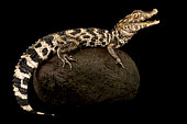 Cuvier's dwarf caiman (Paleosuchus palpebrosus) on black background