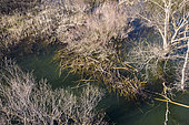 European Beaver den, Calavon river, Luberon, France