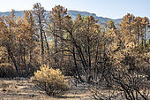 Trees burnt by fire, Sainte Baume Regional Nature Park, Var, France. Summer 2022