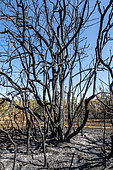 Trees burnt by fire, Sainte Baume Regional Nature Park, Var, France. Summer 2022