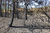 Trees burnt by fire, Sainte Baume Regional Nature Park, Var, France. Summer 2022